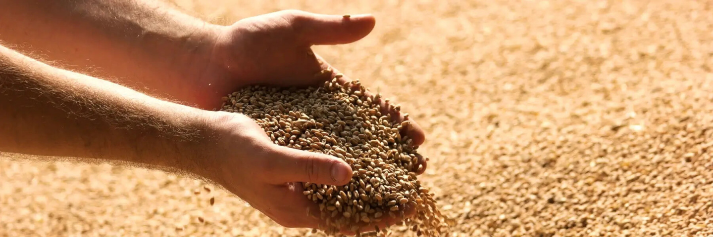 Hands with grain corn. Male farmers hands holding malt or cereal grains.