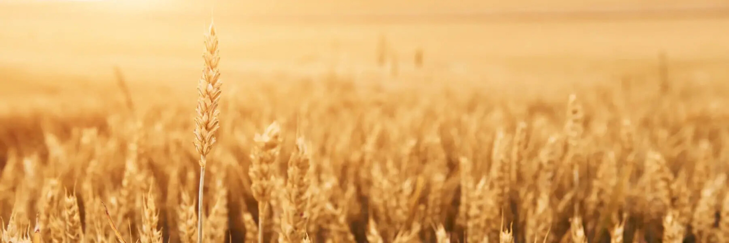 Close up view of growing wheat on the agricultural field at sunny daytime.